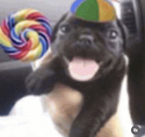 A delighted dog wearing a party hat